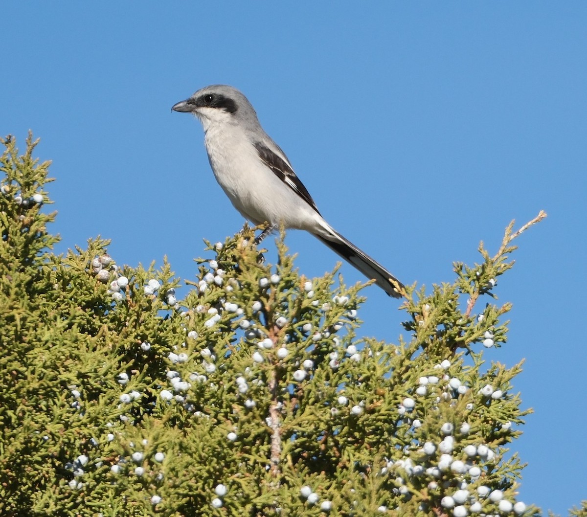 amerikavarsler - ML610270869
