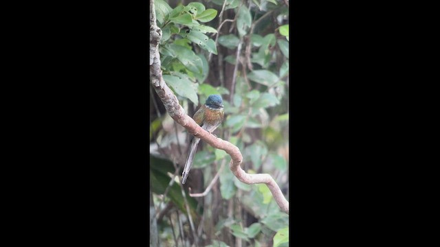 Bronzy Jacamar - ML610270983