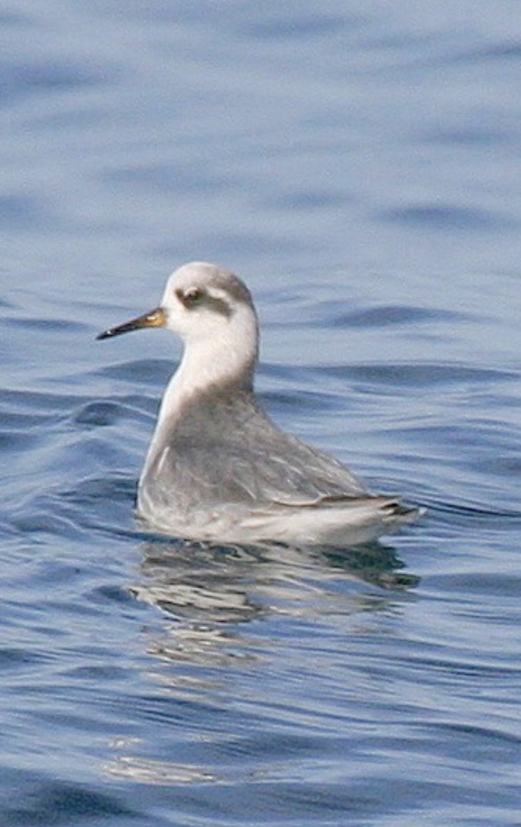 Phalarope à bec large - ML610271004