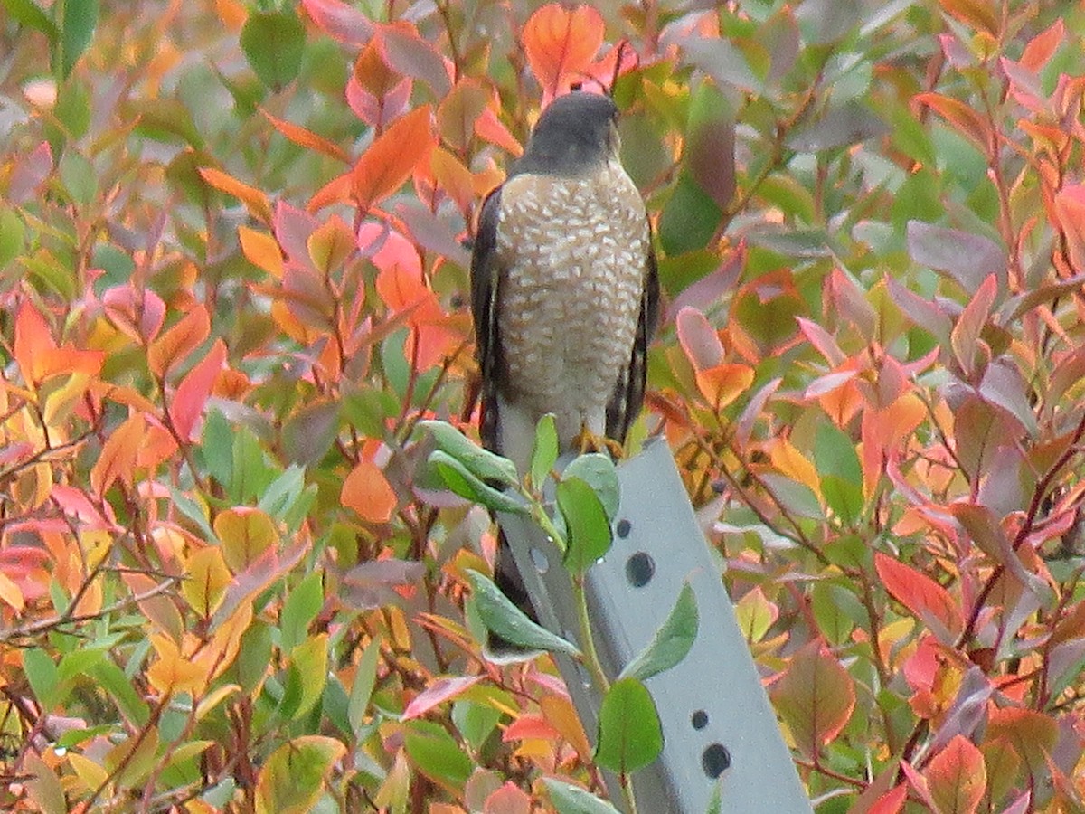 Sharp-shinned Hawk - ML610271061