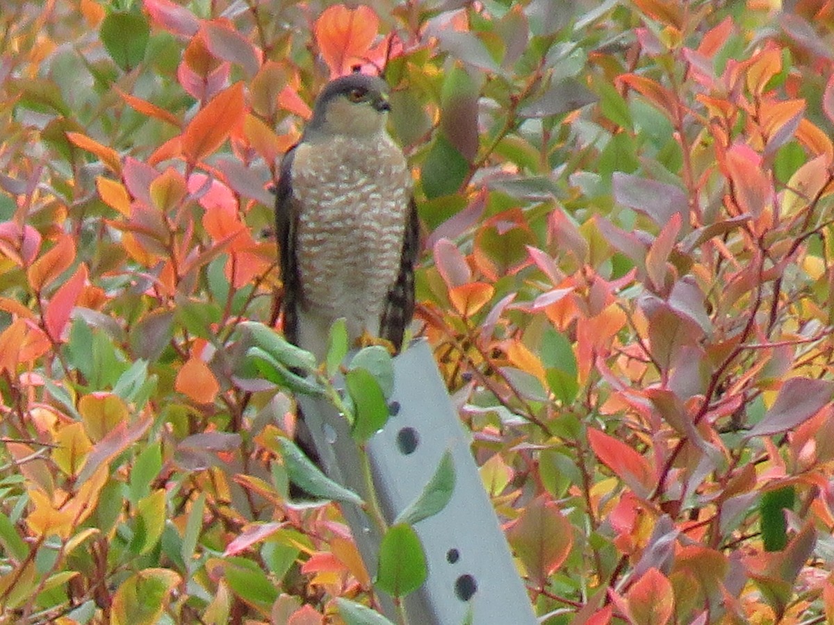 Sharp-shinned Hawk - ML610271062