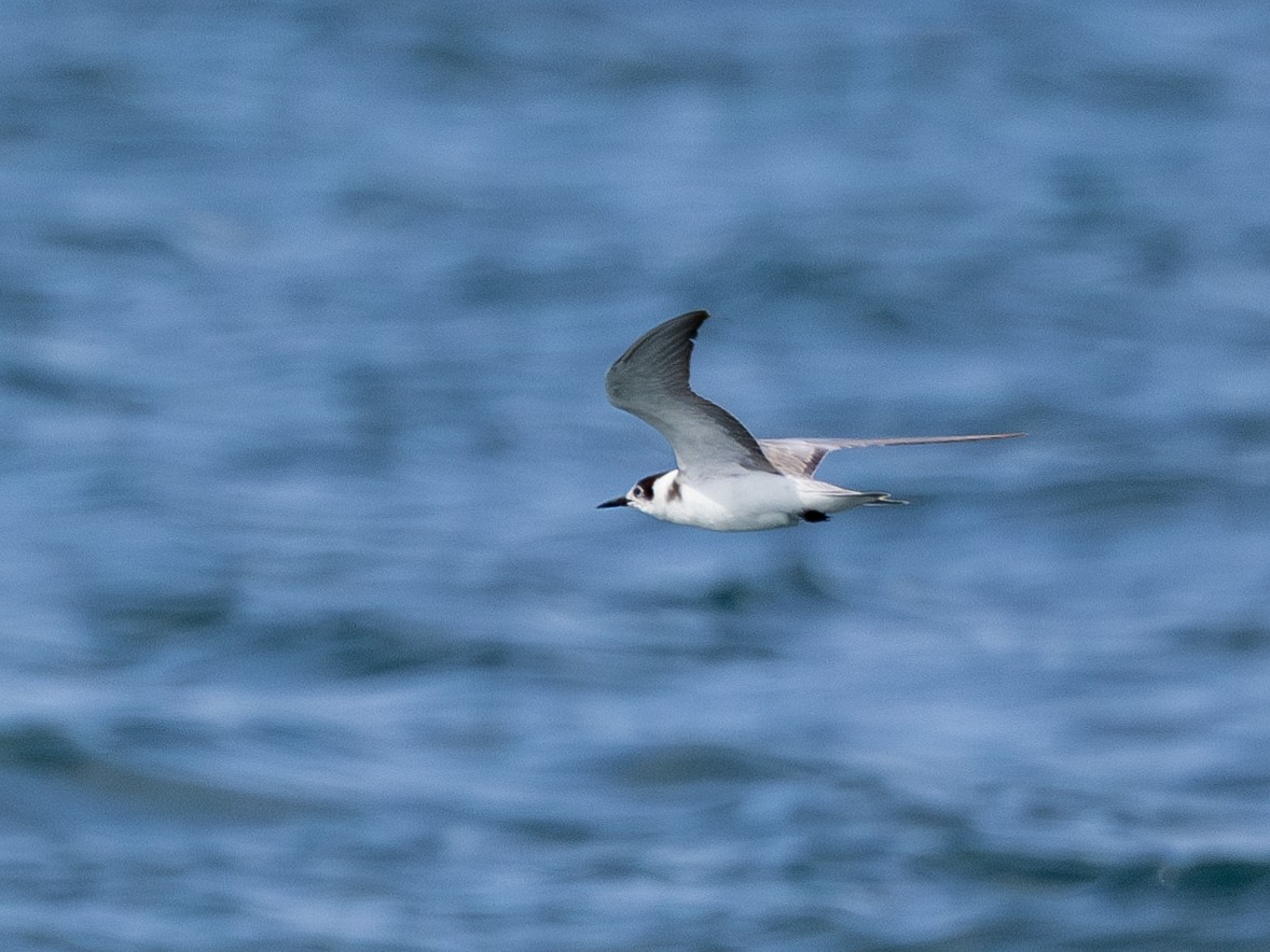 Black Tern - ML610271155