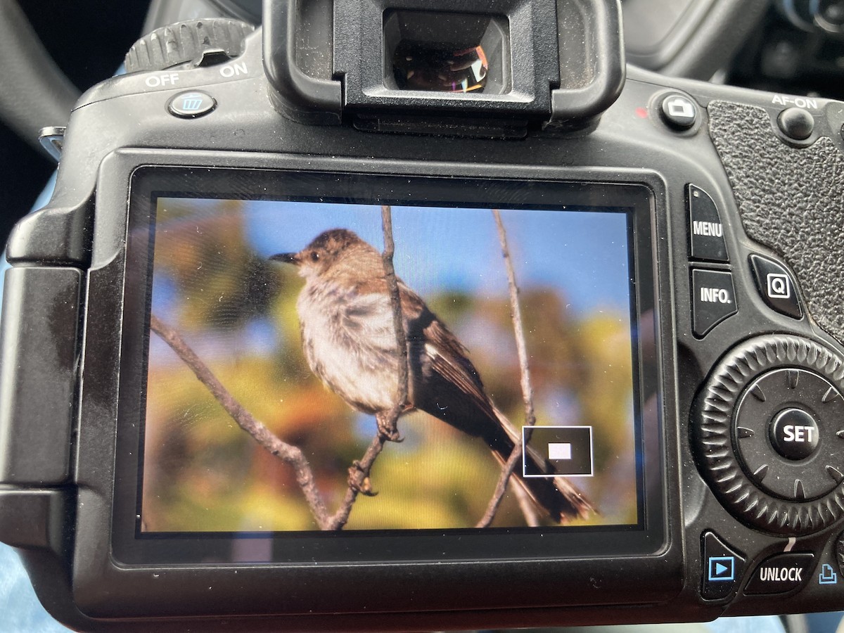 Northern Mockingbird - ML610271166