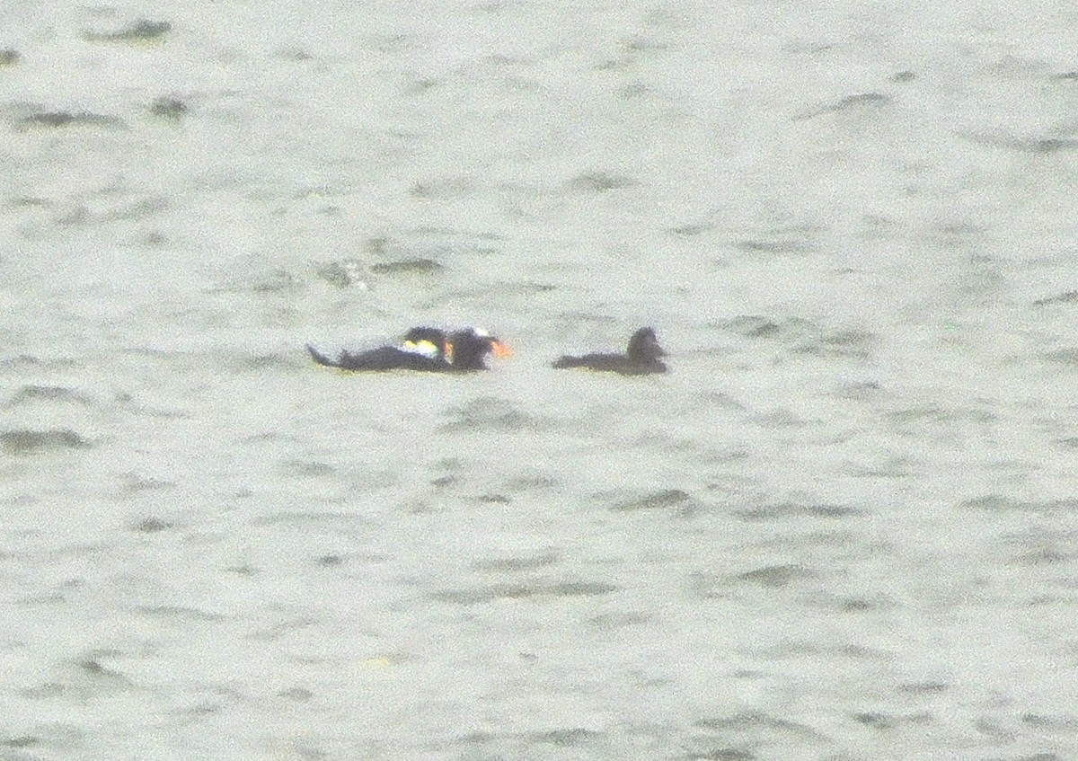 Surf Scoter - ML610271188