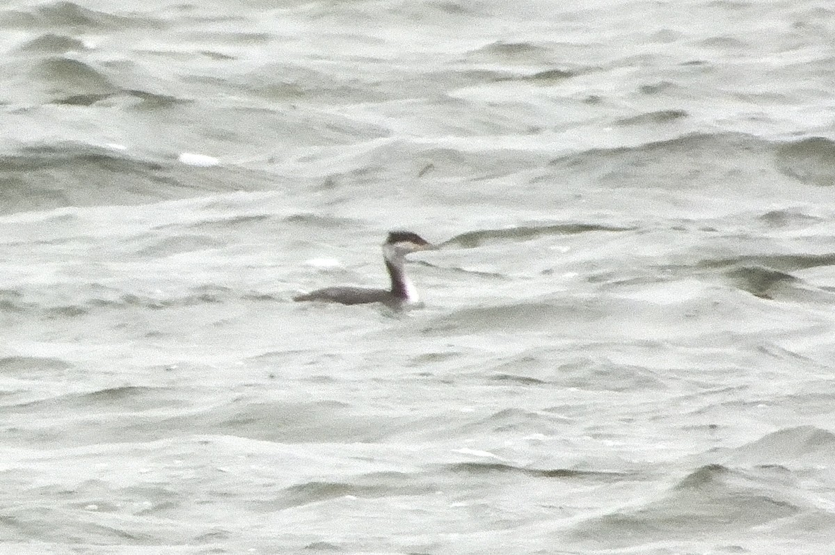 Horned Grebe - Bernard Tremblay