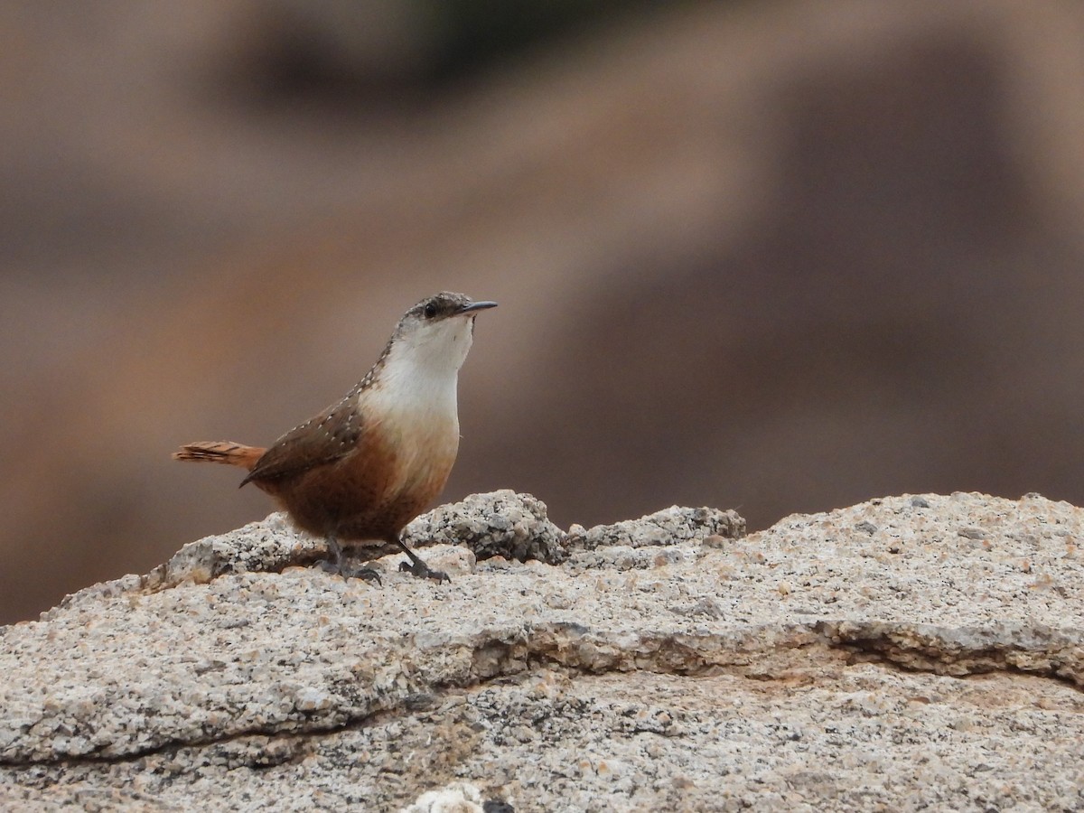 Canyon Wren - Lesha Roberts