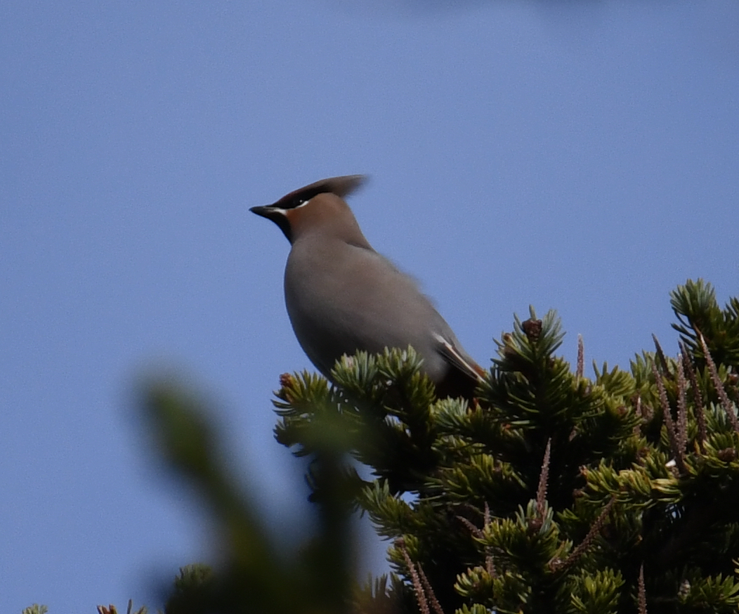 Bohemian Waxwing - ML610271304