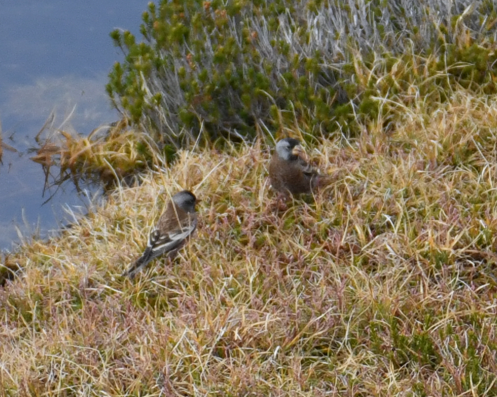 Gray-crowned Rosy-Finch - ML610271308
