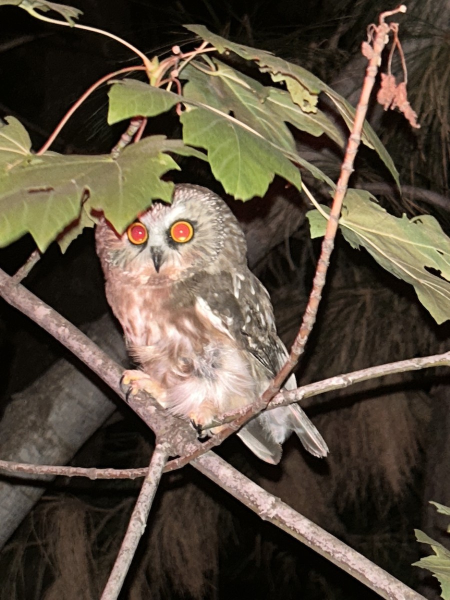 Northern Saw-whet Owl - ML610271309