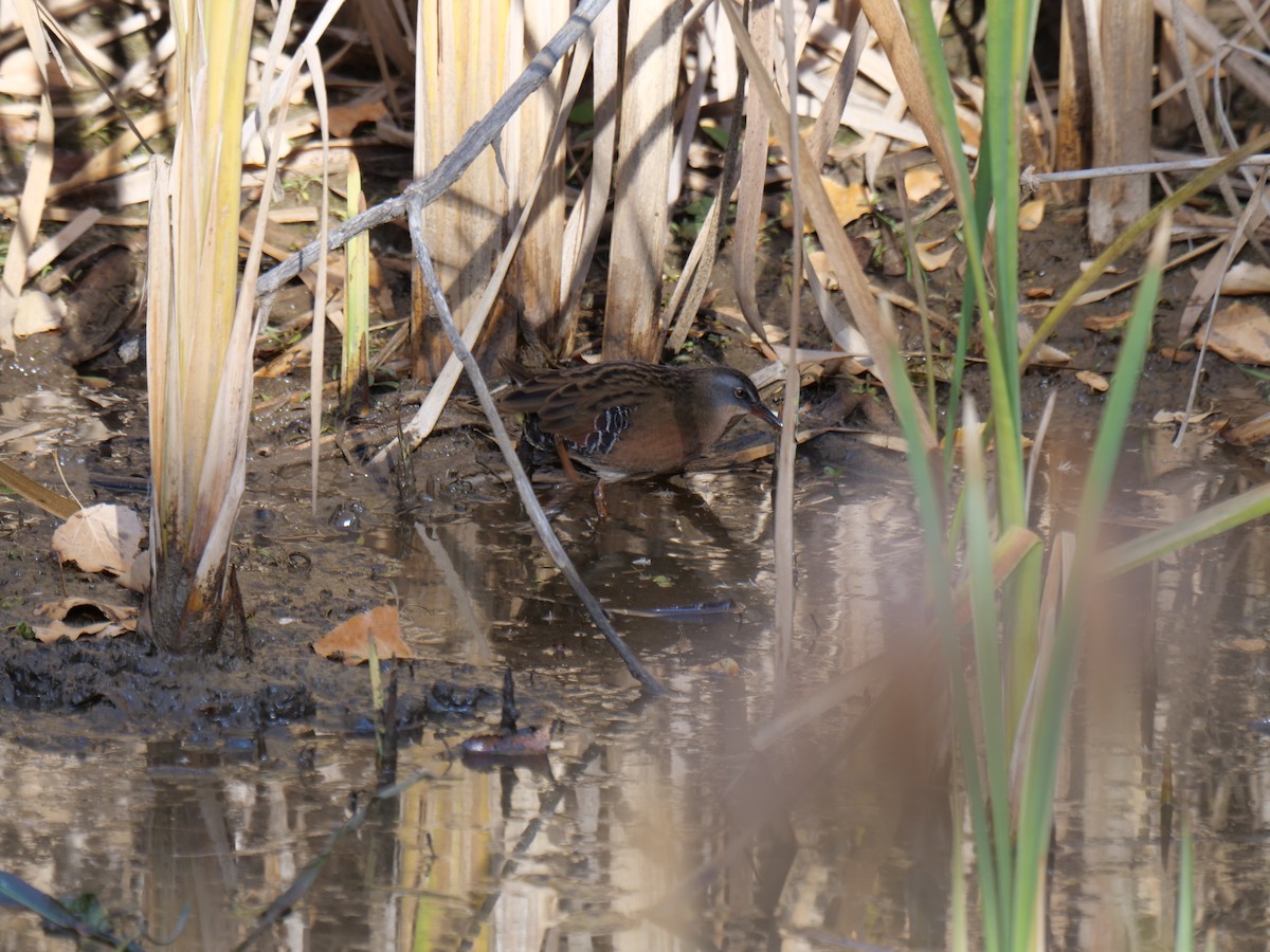 Virginia Rail - ML610271352