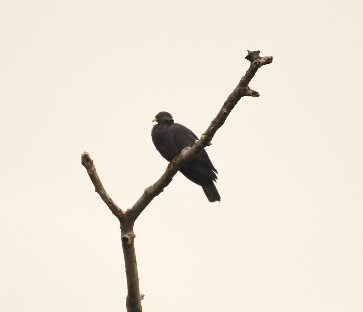 Band-tailed Pigeon - ML610271431