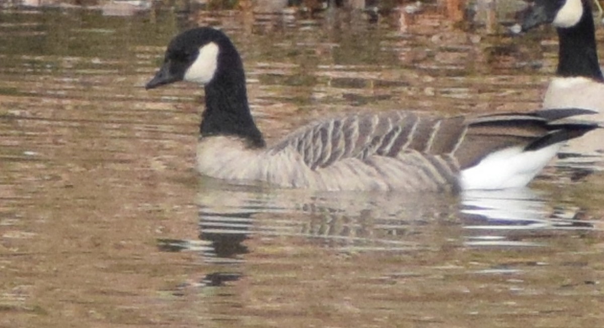 Cackling Goose - ML610271448