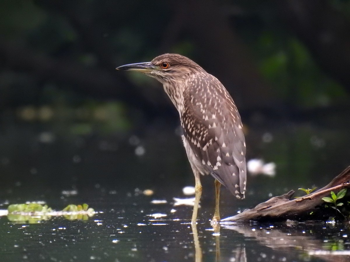 Black-crowned Night Heron - ML610271460