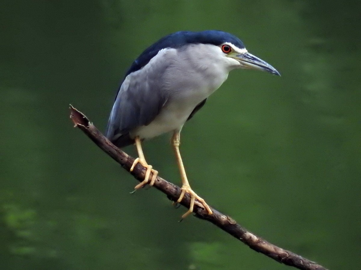 Black-crowned Night Heron - ML610271461