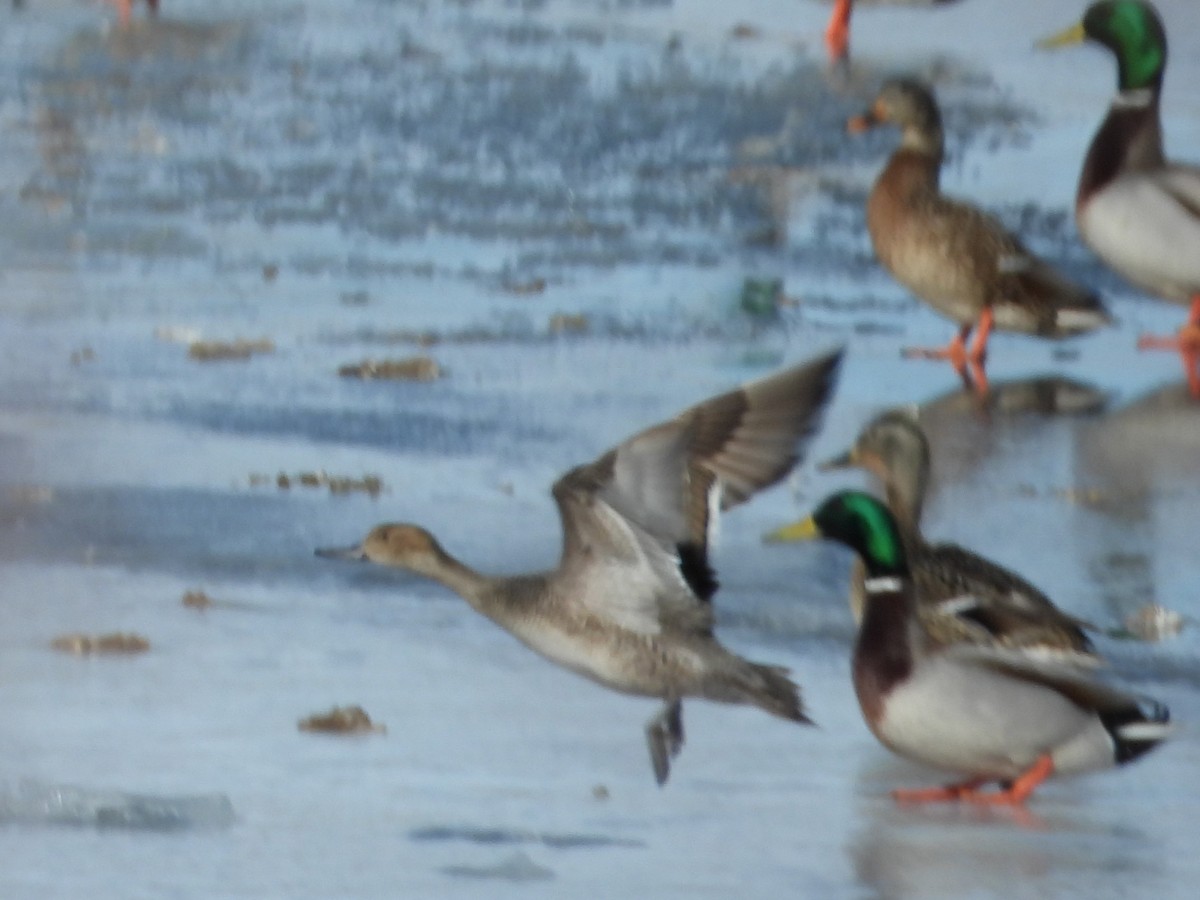 Northern Pintail - ML610271510