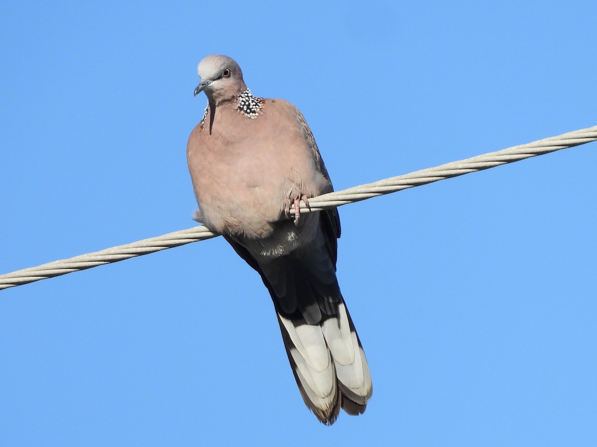 Spotted Dove - ML610271533