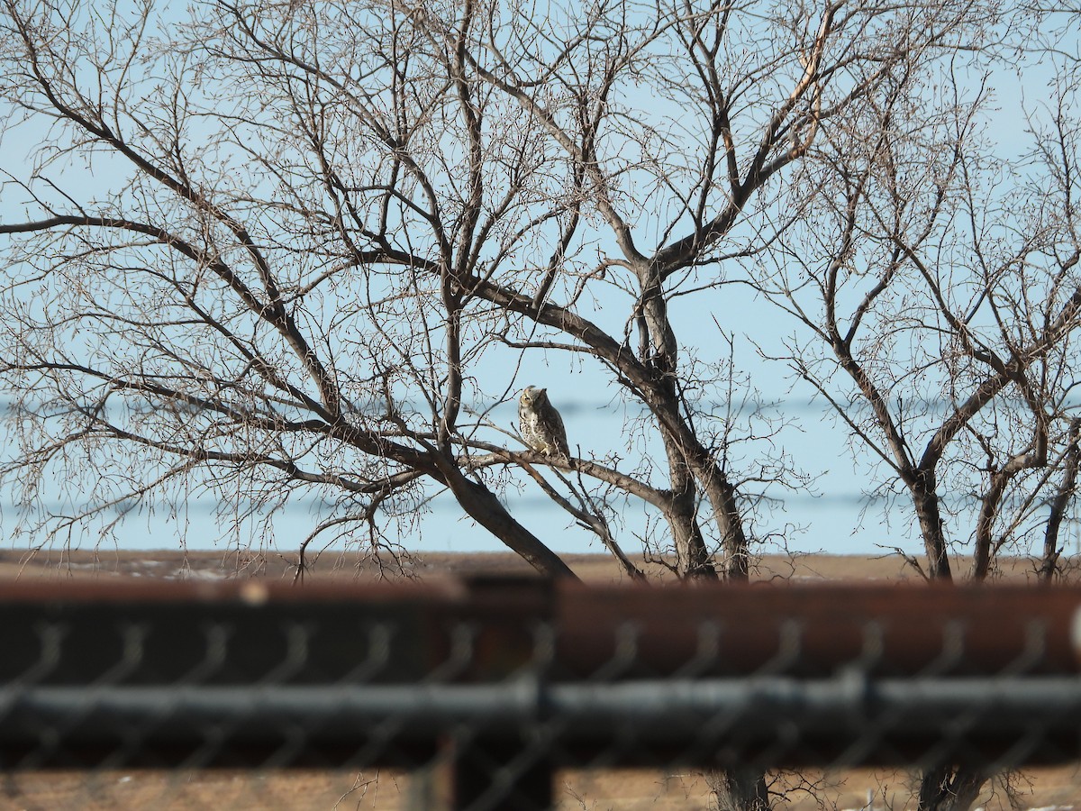 Great Horned Owl - ML610271563