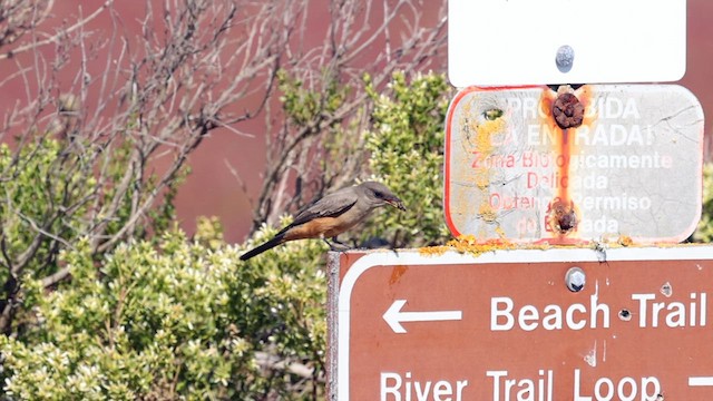 Say's Phoebe - ML610271601