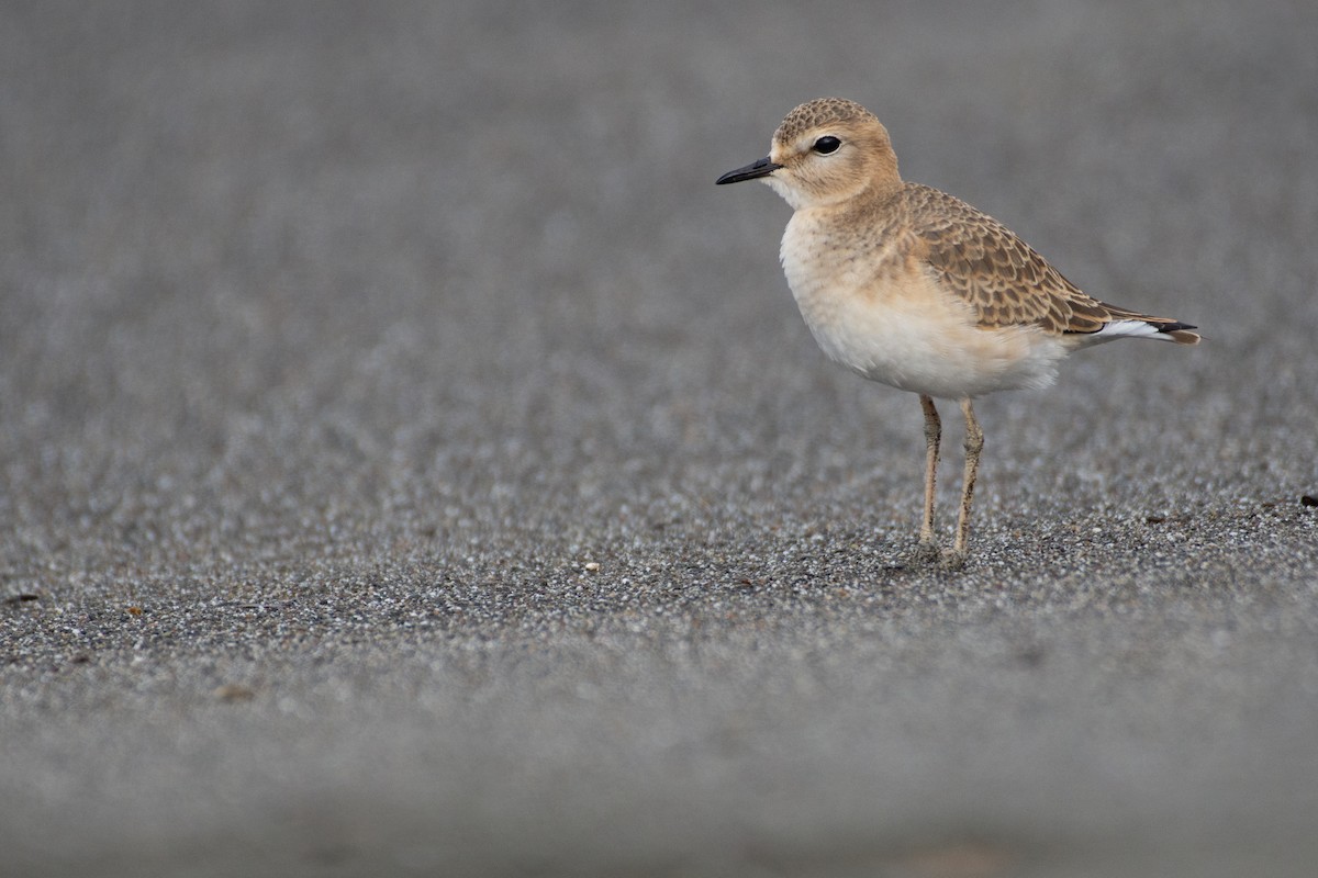 Mountain Plover - Owen Sinkus