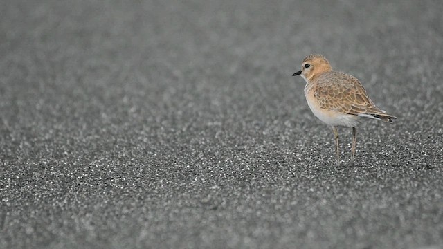 Mountain Plover - ML610271697