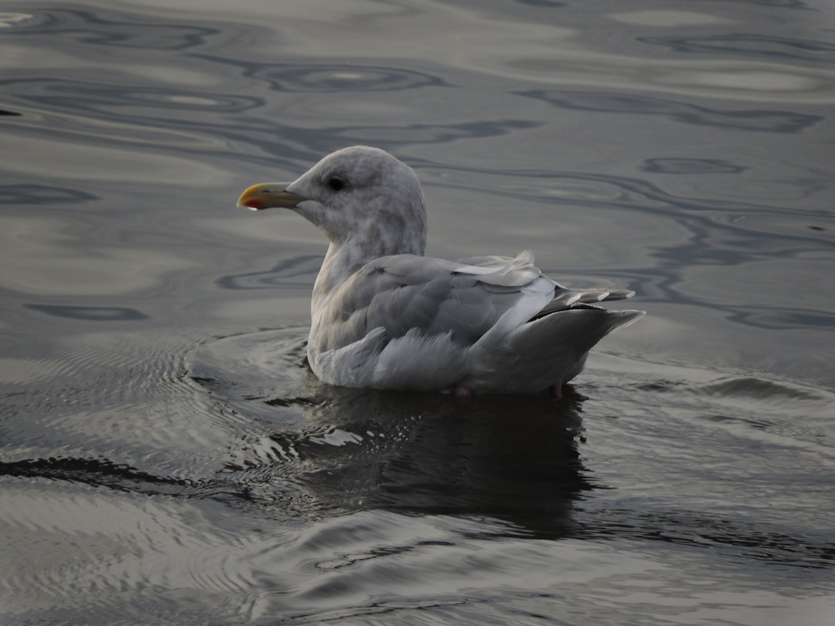 Gaviota de Bering - ML610271698