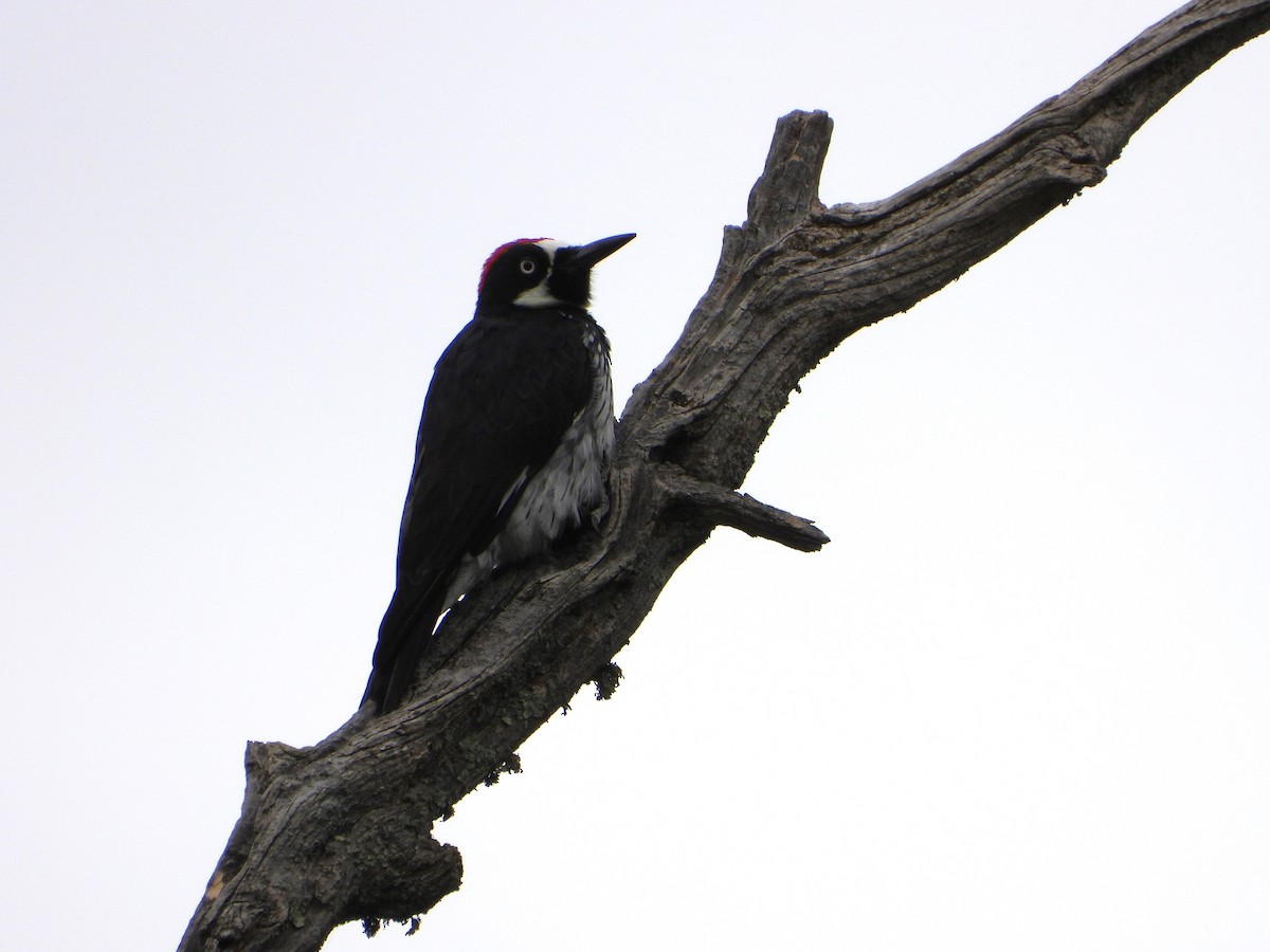 Acorn Woodpecker - Lesha Roberts