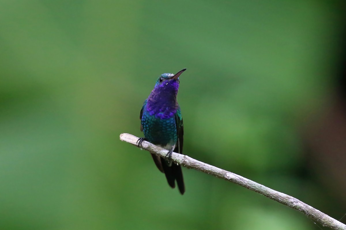 Sapphire-throated Hummingbird - ML610271742