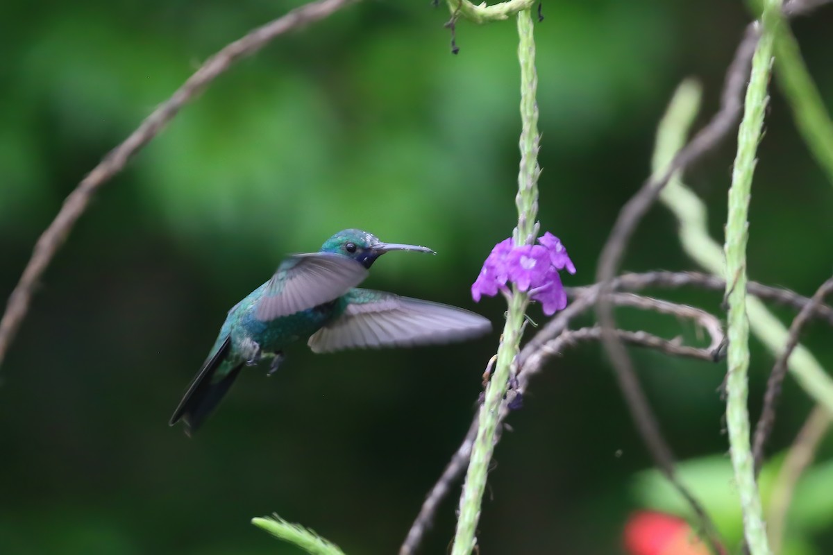 Sapphire-throated Hummingbird - Greg Scyphers