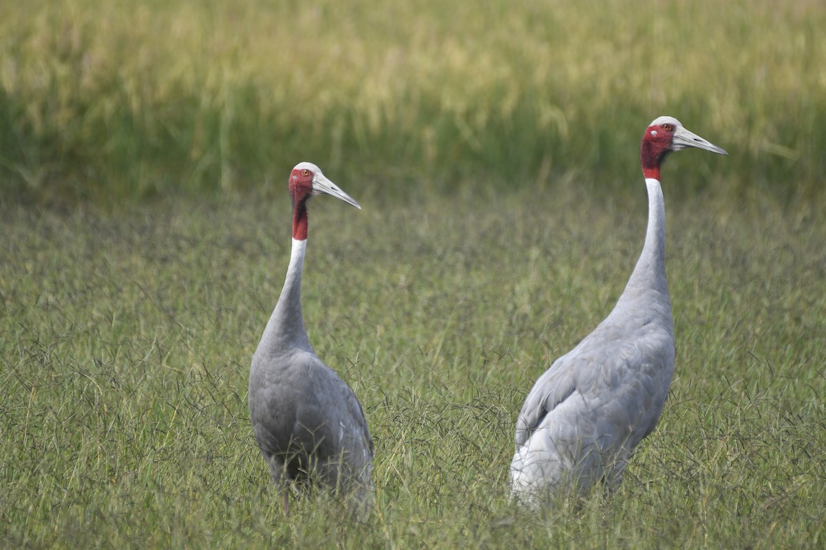 Sarus Crane - ML610271856