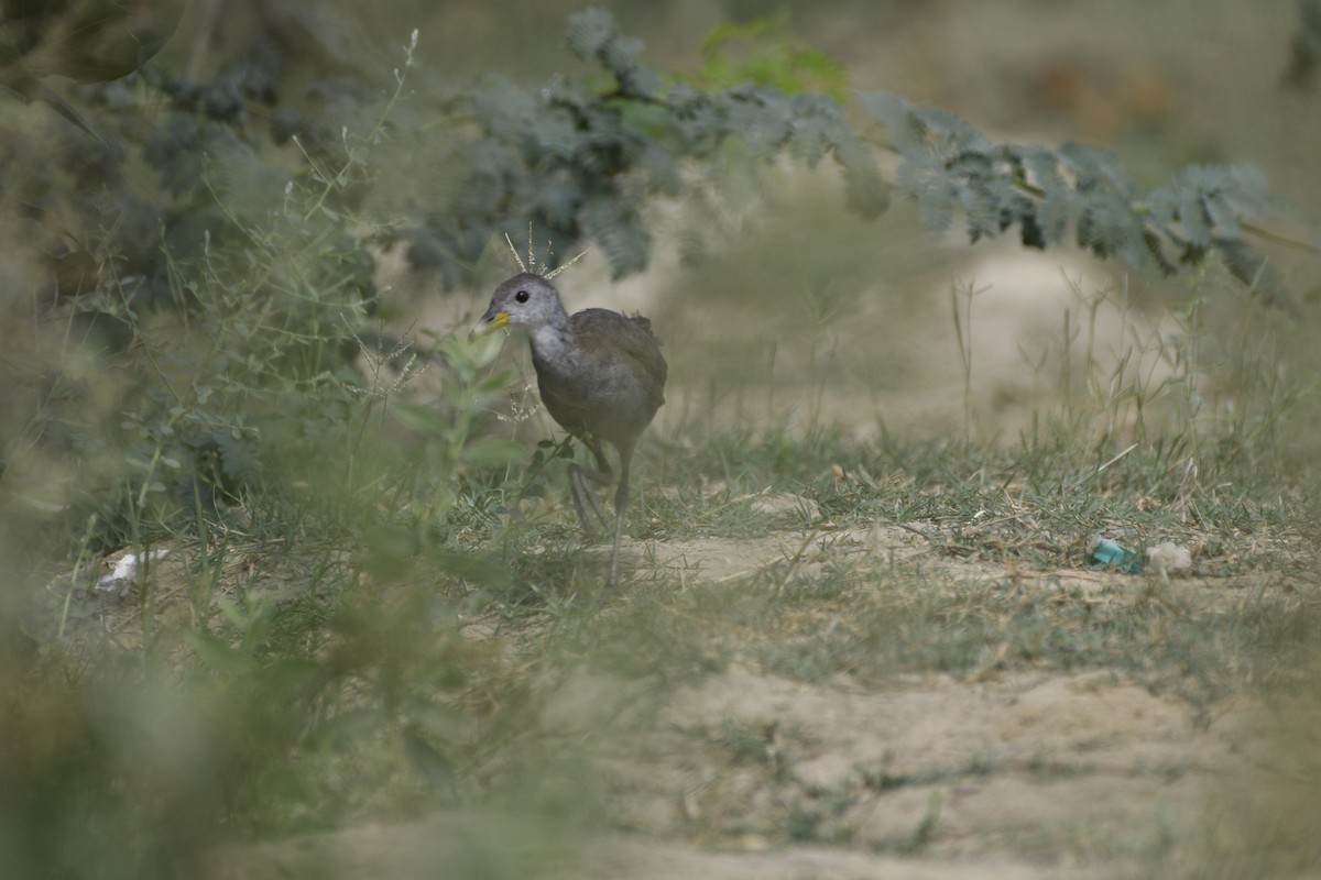 Brown Crake - ML610271875