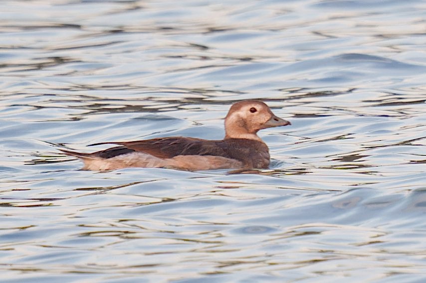 Long-tailed Duck - ML610271897