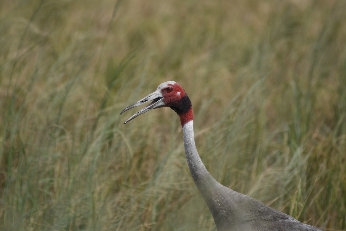 Sarus Crane - ML610271904