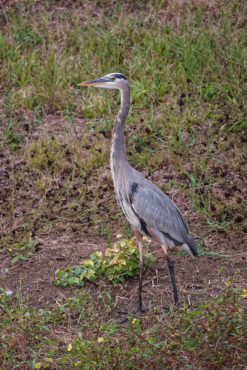 Great Blue Heron - ML610271917