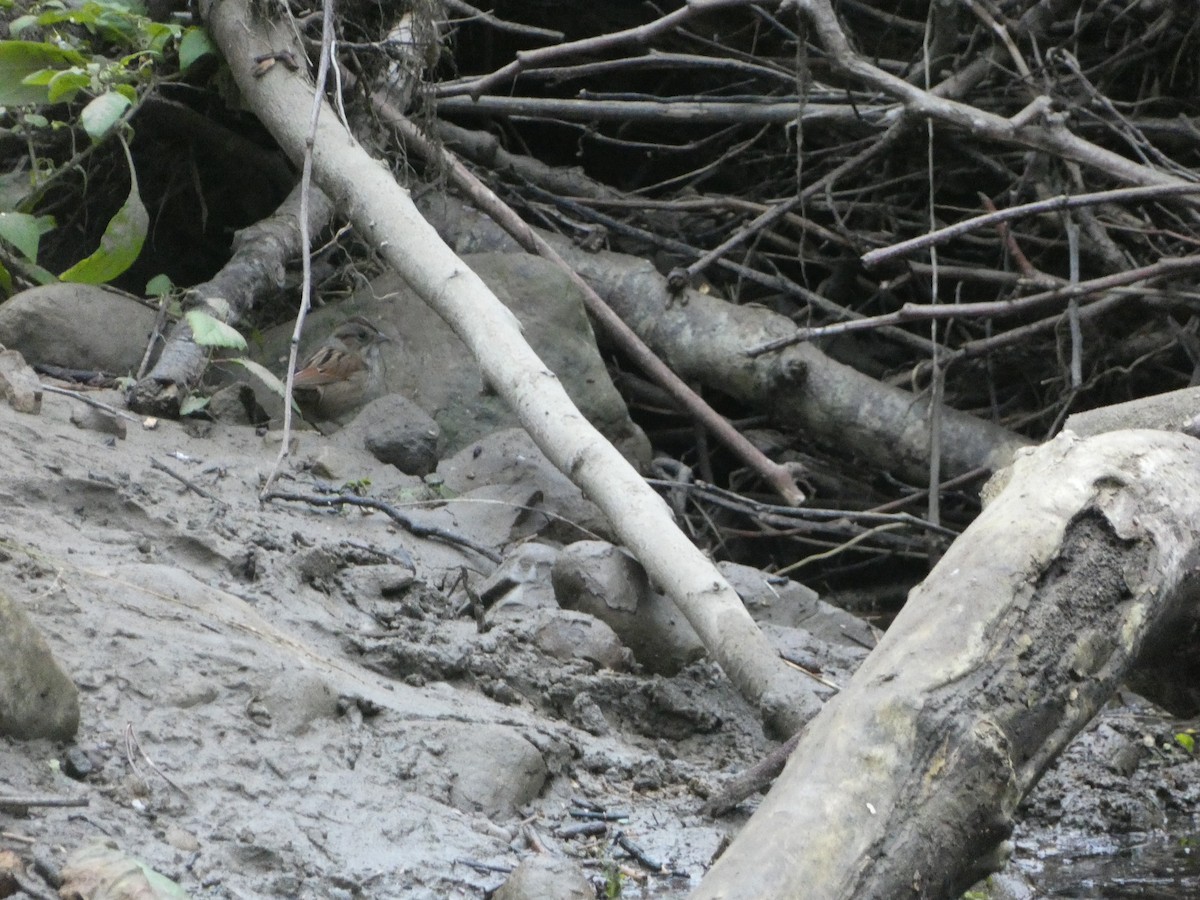 Swamp Sparrow - ML610272030