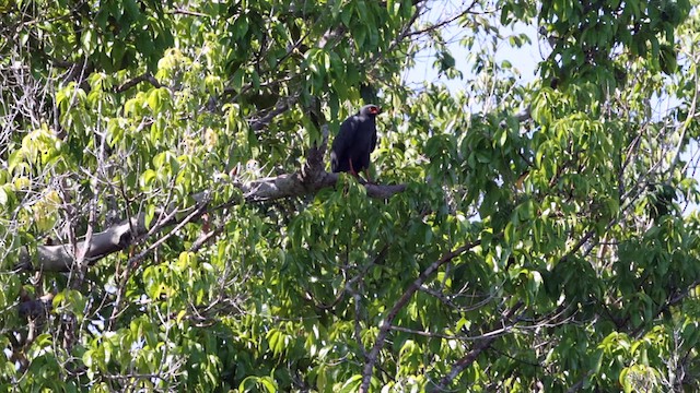 Slate-colored Hawk - ML610272038