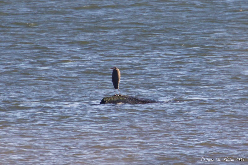 Great Blue Heron - ML610272119