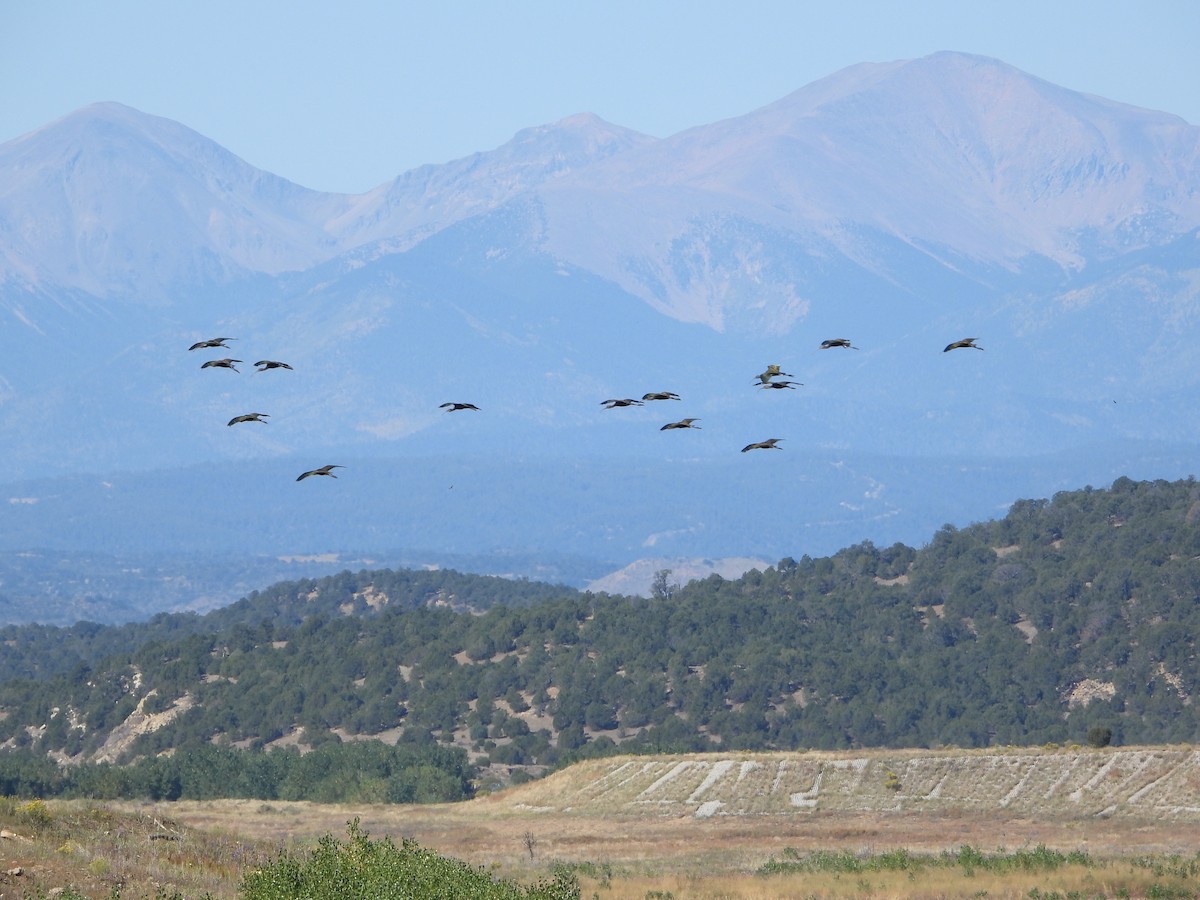 White-faced Ibis - ML610272197