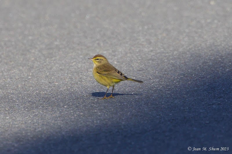 Пісняр-лісовик рудоголовий - ML610272246