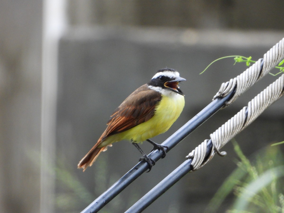 Great Kiskadee - ML610272296