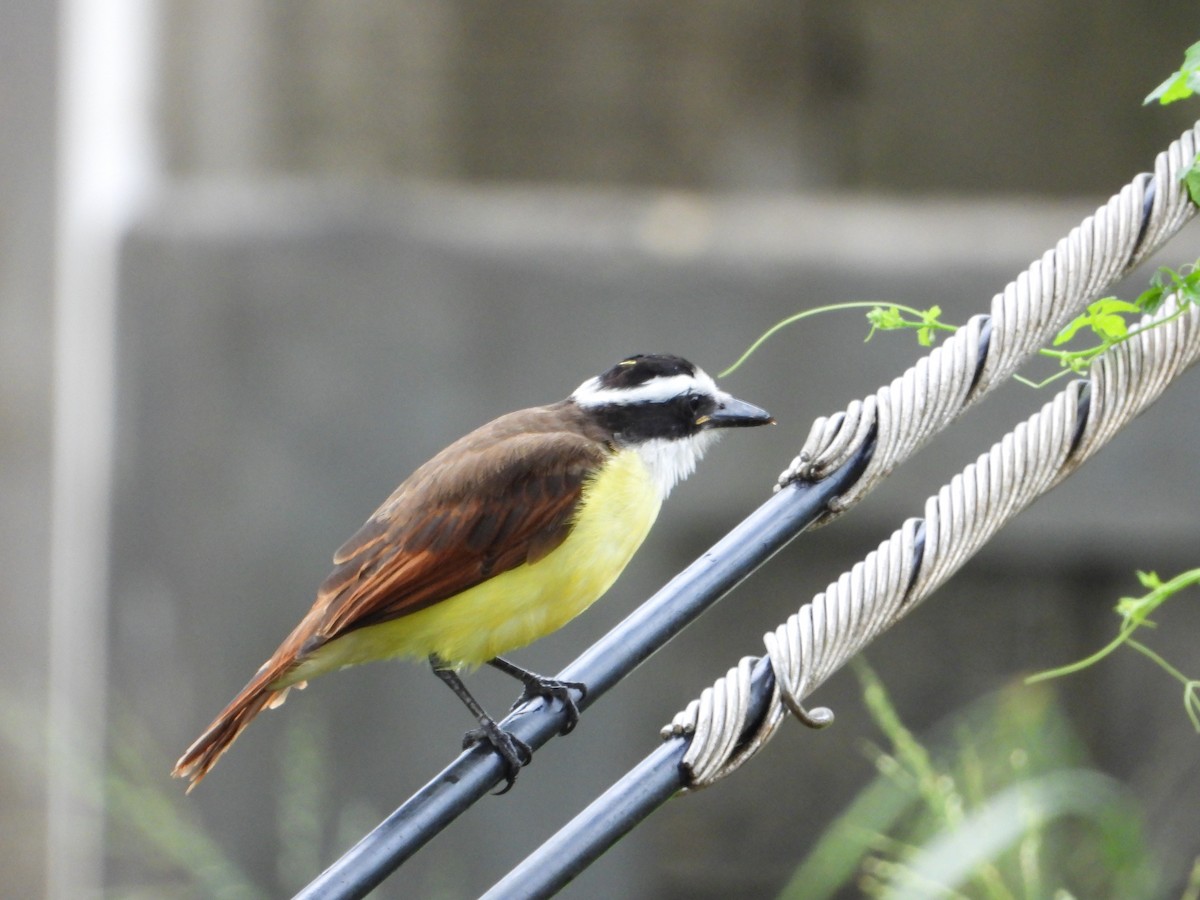 Great Kiskadee - ML610272304