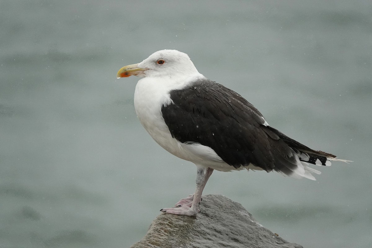 Great Black-backed Gull - ML610272305