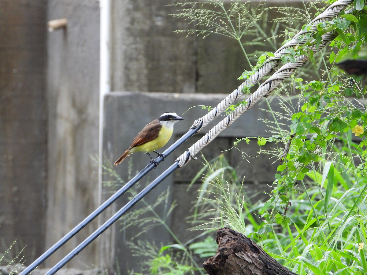 Great Kiskadee - ML610272306