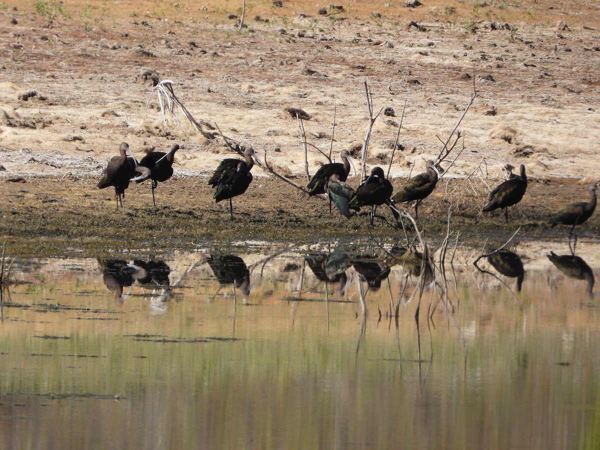 White-faced Ibis - ML610272311