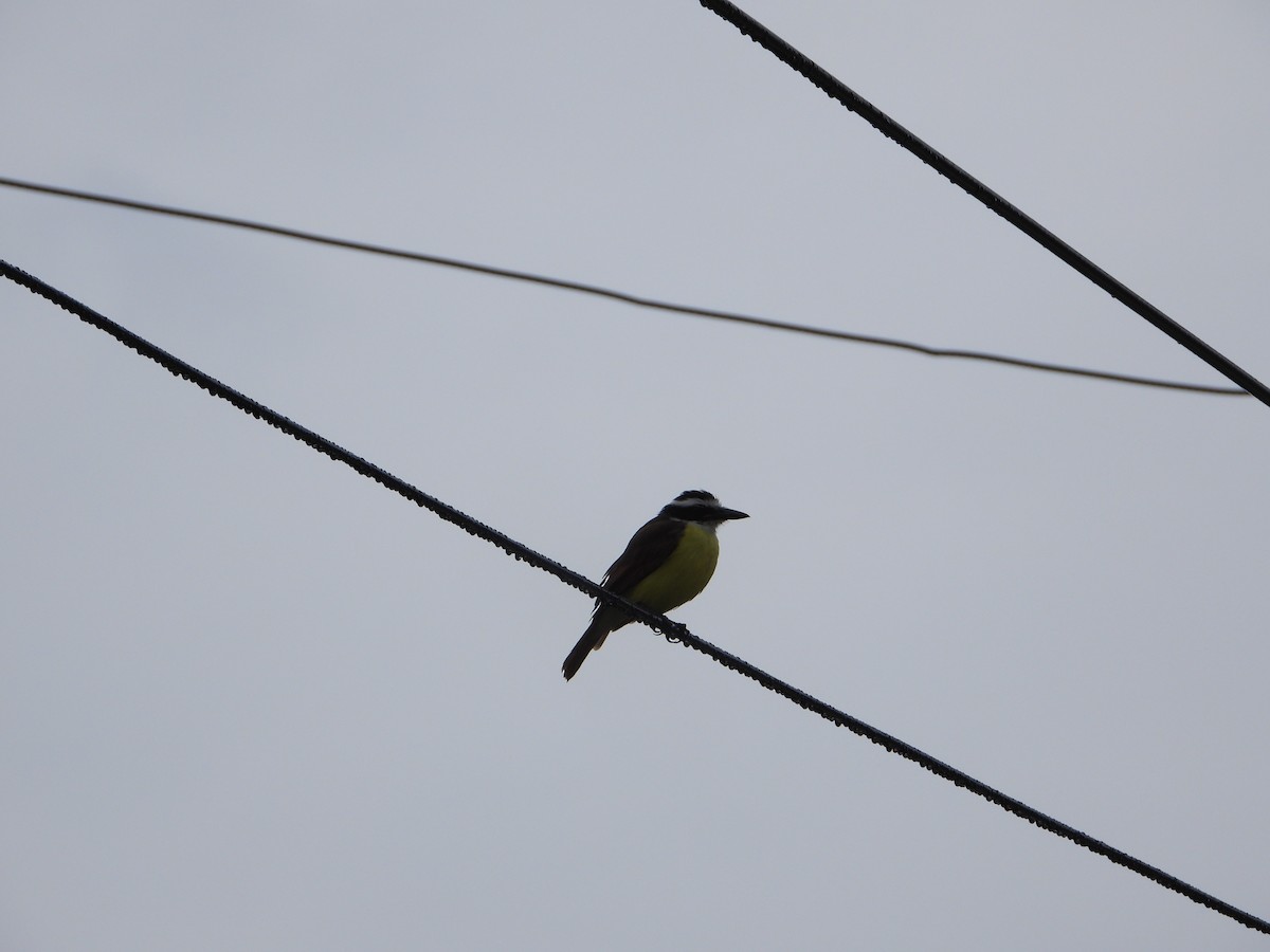 Great Kiskadee - ML610272313
