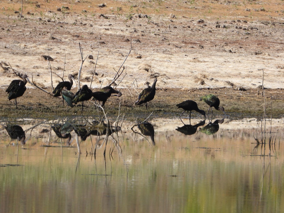 White-faced Ibis - ML610272319