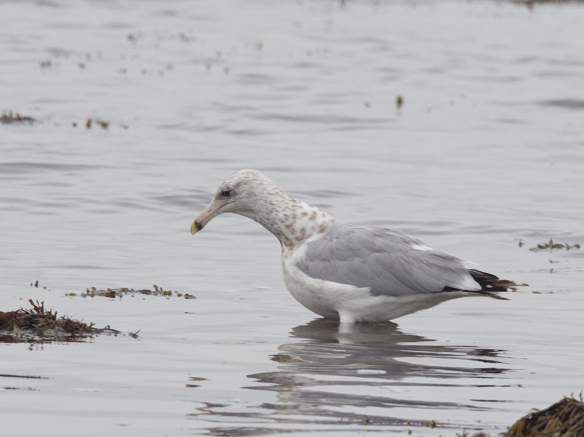 Gaviota Argéntea (americana) - ML610272330