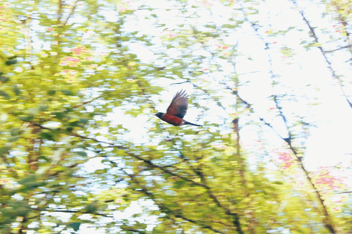 Wanderdrossel - ML610272417