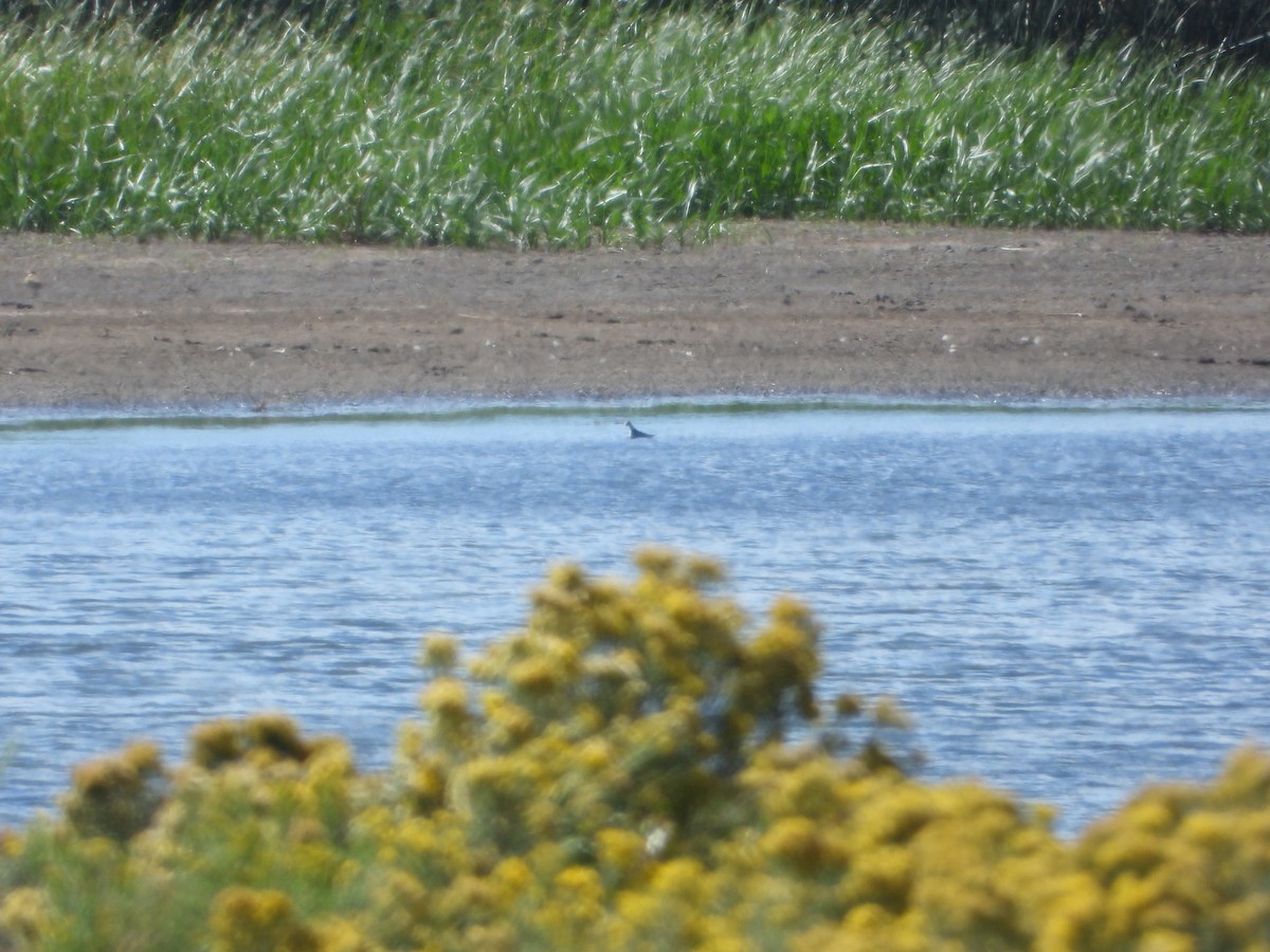 Red-necked Phalarope - ML610272495