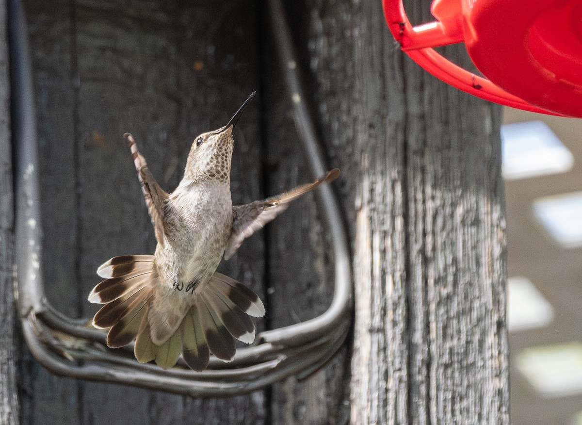 Anna's Hummingbird - ML610272515