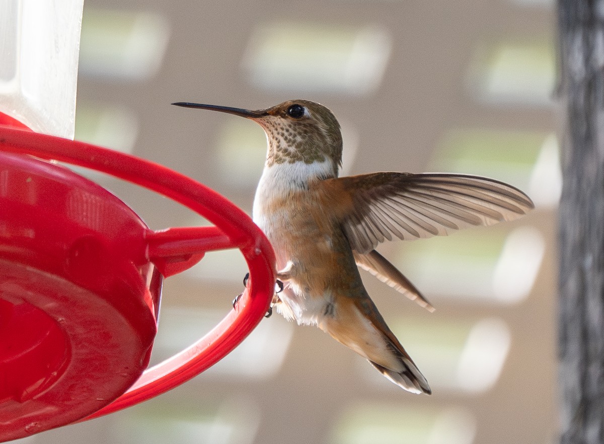 Broad-tailed Hummingbird - ML610272533